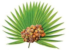 Estratto di frutti di palma strisciante (Serenoa repens) in Urostal