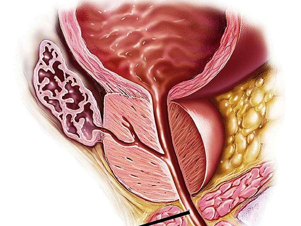 Struttura della prostata